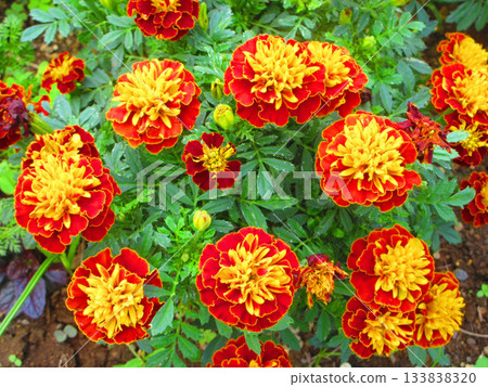 Orange marigold flower landscape in flowerbed 133838320