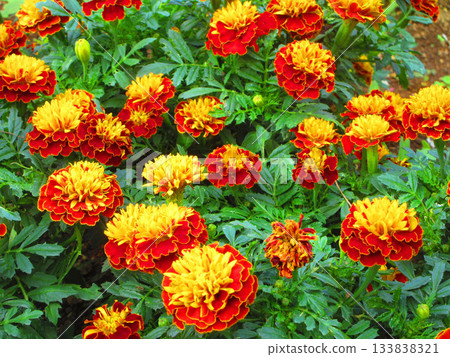 花壇中盛開的橙色萬壽菊。 花壇中盛開的橙色萬壽菊。 133838321