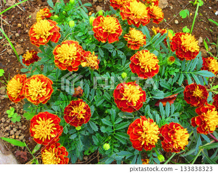 花壇中盛開的橙色萬壽菊。 133838323