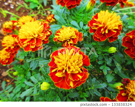 花壇中盛開的橙色萬壽菊。 133838324