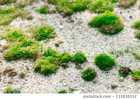 Moss like floating islands on coarse sand 133838332