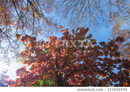 Autumn leaves of Hokkaido Autumn leaves of Hokkaido 133838438
