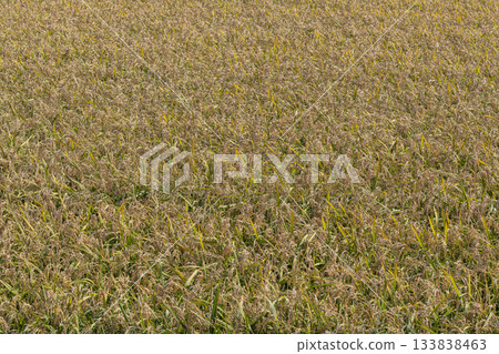 北海道秋季稻田 133838463