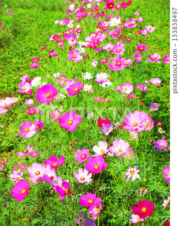 Cosmos fields at Urban Agricultural Park (Adachi Ward, Tokyo) (photographed in 2025) 133838497