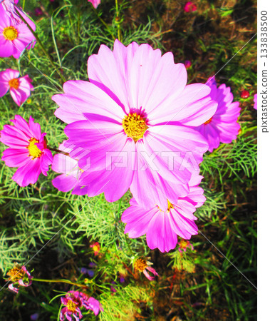 Cosmos fields at Urban Agricultural Park (Adachi Ward, Tokyo) (photographed in 2025) 133838500