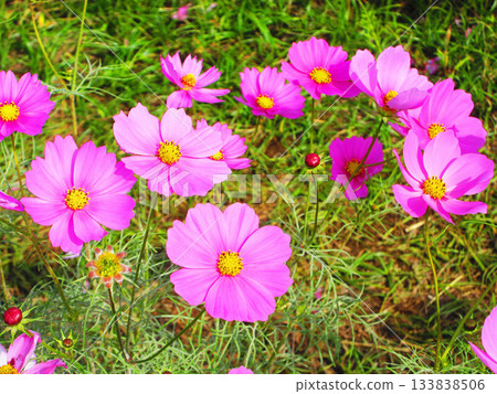 Cosmos fields at Urban Agricultural Park (Adachi Ward, Tokyo) (photographed in 2025) Cosmos fields at Urban Agricultural Park (Adachi Ward, Tokyo) (photographed in 2025) 133838506