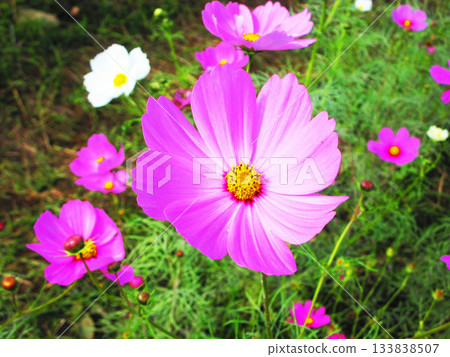 Cosmos fields at Urban Agricultural Park (Adachi Ward, Tokyo) (photographed in 2025) 133838507