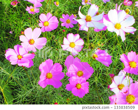 Cosmos fields at Urban Agricultural Park (Adachi Ward, Tokyo) (photographed in 2025) Cosmos fields at Urban Agricultural Park (Adachi Ward, Tokyo) (photographed in 2025) 133838509