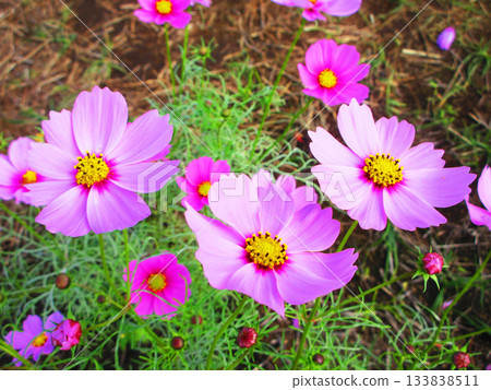 Cosmos fields at Urban Agricultural Park (Adachi Ward, Tokyo) (photographed in 2025) 133838511