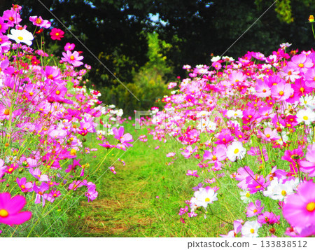 Cosmos fields at Urban Agricultural Park (Adachi Ward, Tokyo) (photographed in 2025) Cosmos fields at Urban Agricultural Park (Adachi Ward, Tokyo) (photographed in 2025) 133838512