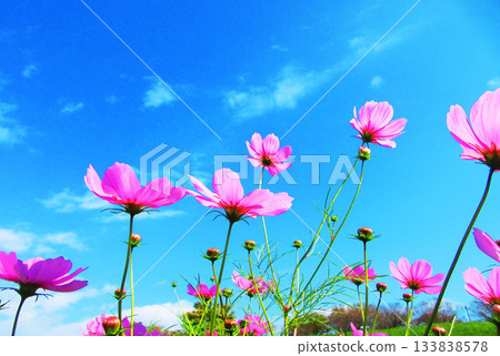 Cosmos fields and blue sky at Urban Agricultural Park (Adachi Ward, Tokyo) (photographed in 2025) Cosmos fields and blue sky at Urban Agricultural Park (Adachi Ward, Tokyo) (photographed in 2025) 133838578