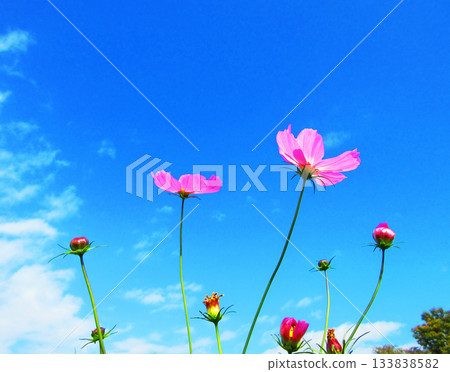 Cosmos fields and blue sky at Urban Agricultural Park (Adachi Ward, Tokyo) (photographed in 2025) 133838582