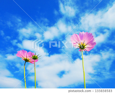 Cosmos fields and blue sky at Urban Agricultural Park (Adachi Ward, Tokyo) (photographed in 2025) Cosmos fields and blue sky at Urban Agricultural Park (Adachi Ward, Tokyo) (photographed in 2025) 133838583