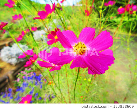 Cosmos flowers at Urban Agricultural Park (Adachi Ward, Tokyo) (photographed in 2025) 133838609