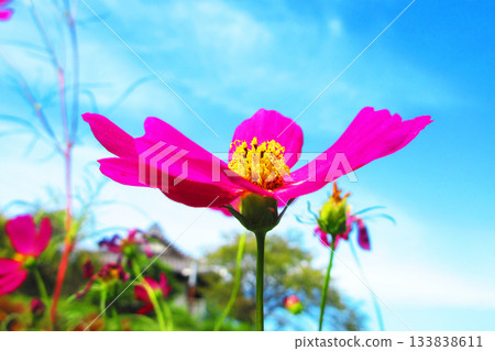 Cosmos flowers at Urban Agricultural Park (Adachi Ward, Tokyo) (photographed in 2025) 133838611