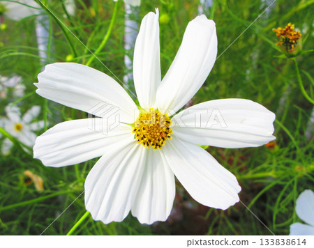 Cosmos flowers at Urban Agricultural Park (Adachi Ward, Tokyo) (photographed in 2025) Cosmos flowers at Urban Agricultural Park (Adachi Ward, Tokyo) (photographed in 2025) 133838614