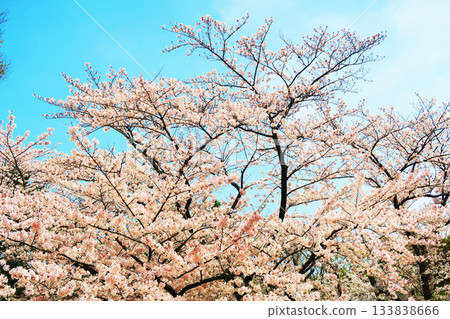 Spring cherry blossoms in full bloom Spring cherry blossoms in full bloom 133838666