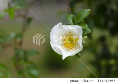 rose	 133838667