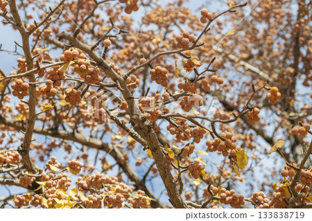 Ginkgo nuts that bear fruit from late autumn to early winter. Ginkgo nuts that bear fruit from late autumn to early winter. 133838719
