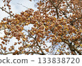 Ginkgo nuts that bear fruit from late autumn to early winter. 133838720