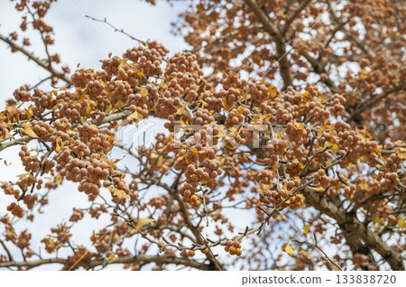 Ginkgo nuts that bear fruit from late autumn to early winter. 133838720