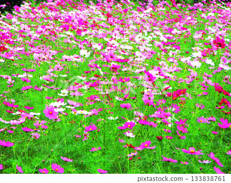 Cosmos fields at Urban Agricultural Park (Adachi Ward, Tokyo) (photographed in 2025) 133838761