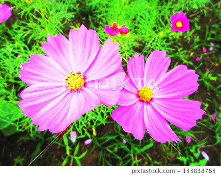 Cosmos fields at Urban Agricultural Park (Adachi Ward, Tokyo) (photographed in 2025) 133838763