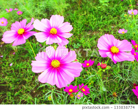 Cosmos fields at Urban Agricultural Park (Adachi Ward, Tokyo) (photographed in 2025) 133838774