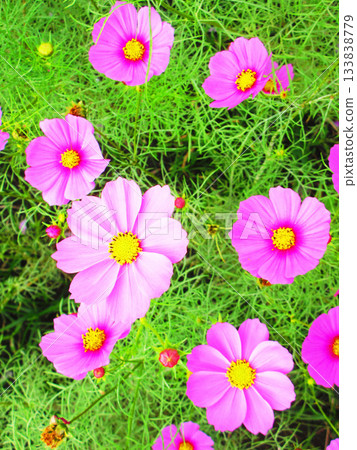 Cosmos fields at Urban Agricultural Park (Adachi Ward, Tokyo) (photographed in 2025) Cosmos fields at Urban Agricultural Park (Adachi Ward, Tokyo) (photographed in 2025) 133838779
