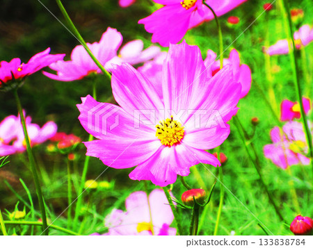 Cosmos fields at Urban Agricultural Park (Adachi Ward, Tokyo) (photographed in 2025) Cosmos fields at Urban Agricultural Park (Adachi Ward, Tokyo) (photographed in 2025) 133838784