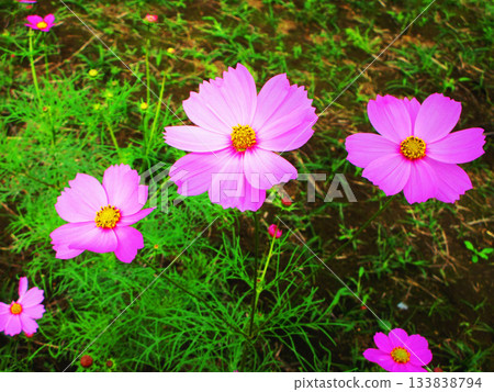 Cosmos fields at Urban Agricultural Park (Adachi Ward, Tokyo) (photographed in 2025) 133838794