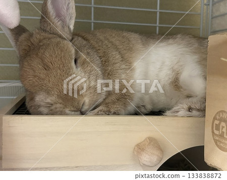 Rabbit Nap Time Rabbit Nap Time 133838872