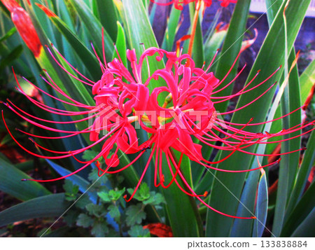 Scenery of red red spider lilies in full bloom 133838884