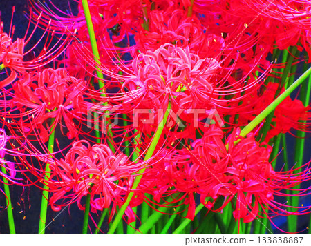 Scenery of red red spider lilies in full bloom Scenery of red red spider lilies in full bloom 133838887