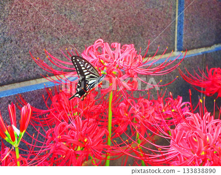 Scenery of red red spider lilies in full bloom Scenery of red red spider lilies in full bloom 133838890