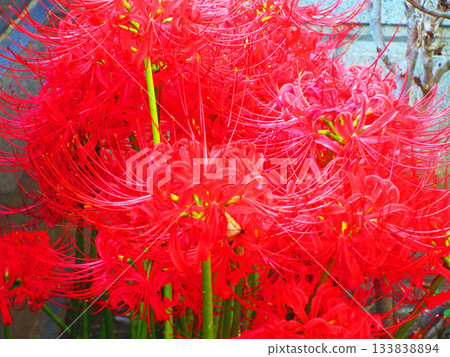 Scenery of red red spider lilies in full bloom Scenery of red red spider lilies in full bloom 133838894