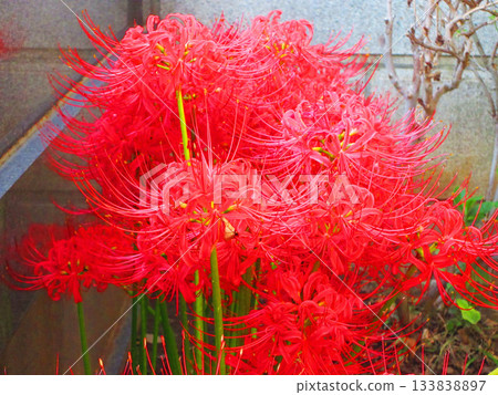 盛開的紅蜘蛛百合花海。 盛開的紅蜘蛛百合花海。 133838897