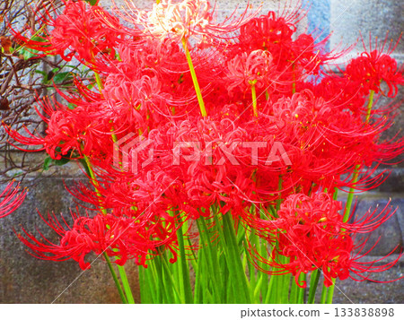 Scenery of red red spider lilies in full bloom 133838898