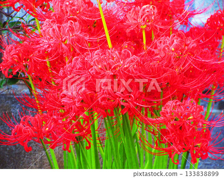 盛開的紅蜘蛛百合花海。 盛開的紅蜘蛛百合花海。 133838899