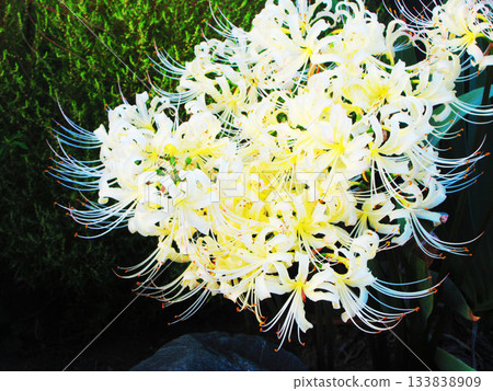 Cream-colored (white) red spider lilies Cream-colored (white) red spider lilies 133838909