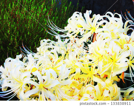 Cream-colored (white) red spider lilies Cream-colored (white) red spider lilies 133838911