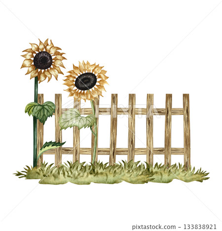 Growing sunflowers near a wooden fence. Watercolor illustration. For design solutions, postcards, labels, and packaging. For banners, posters, and more. 133838921