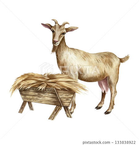 A goat standing in profile eating hay. Hand-drawn watercolor illustration. Perfect for dairy farms or agricultural projects. Also suitable for labels, packaging, banners, and more. 133838922