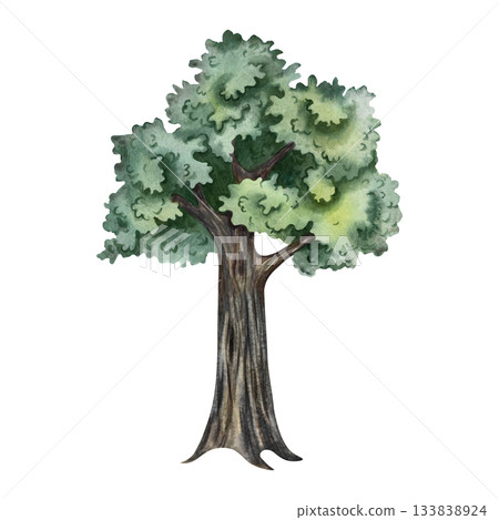 The tree is green. Hand-drawn watercolor illustration. Colorful image of a summer tree. Isolate. Perfect for postcards, banners, flyers, posters, labels, and prints. 133838924