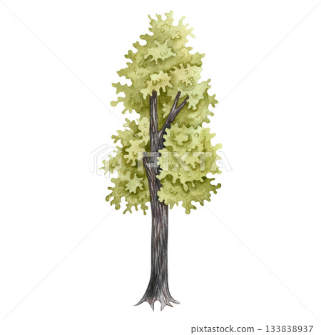 The tree is green. Hand-drawn watercolor illustration. Colorful image of a summer tree. Isolate. Perfect for postcards, banners, flyers, posters, labels, and prints. The tree is green. Hand-drawn watercolor illustration. Colorful image of a summer tree. Isolate. Perfect for postcards, banners, flyers, posters, labels, and prints. 133838937