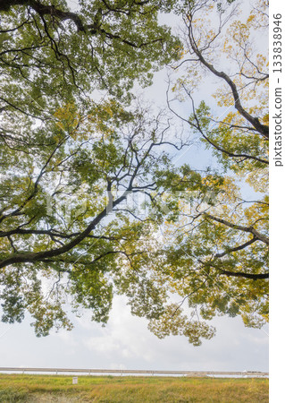 岡山縣（11月）【紅葉】公園被秋葉染成紅色。賞紅葉的好去處。 133838946