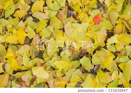 岡山縣（11月）【紅葉】公園被秋葉染成紅色。賞紅葉的好去處。 133838947