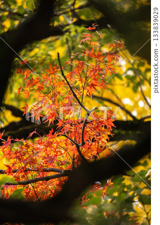 Okayama Prefecture (November) [Autumn Foliage] A park dyed red with autumn leaves. Tile roofs and autumn leaves. 133839029