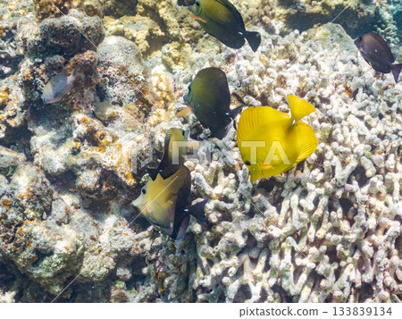 A school of spotted tangfish. Beautiful coral reefs and schools of tropical fish. Amuro Island, Kerama Islands, Shimajiri District, Okinawa Prefecture, Zamami Island - 2025 A school of spotted tangfish. Beautiful coral reefs and schools of tropical fish. Amuro Island, Kerama Islands, Shimajiri District, Okinawa Prefecture, Zamami Island - 2025 133839134