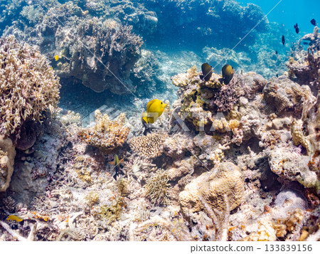 A school of spotted tangfish. Beautiful coral reefs and schools of tropical fish. Amuro Island, Kerama Islands, Shimajiri District, Okinawa Prefecture, Zamami Island - 2025 133839156